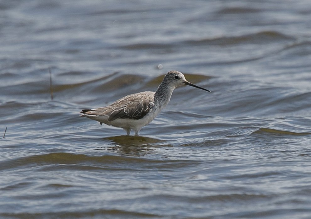 waders-birds-in-backyards